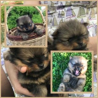 Klein Spitz Verkauf -For Sale