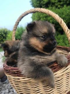 Klein Spitz Verkauf -For Sale