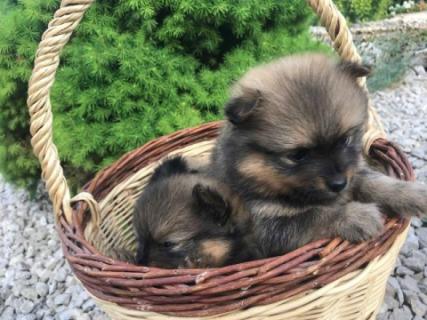 Kis Spitzek elérhetőek