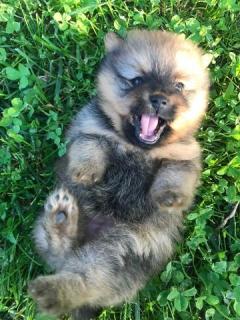 Klein Spitz Verkauf -For Sale