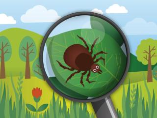 Kullancsirtás, kullancs, kulancsmentesités