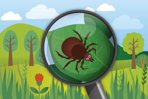 Kullancsirtás, kullancs, kulancsmentesités