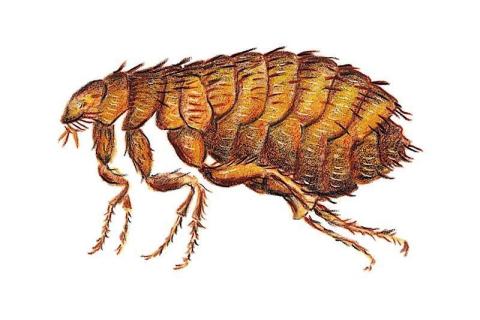 Bolhairtás, bolhák irtása