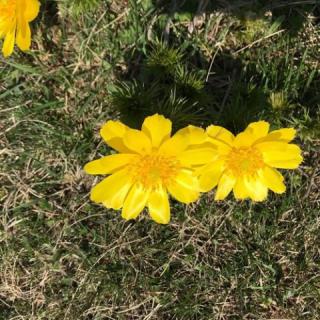 Gólyásház Apartman, 1 apartman 8 férőhely