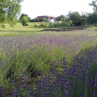 Levendulás Vendégház, 3 szoba 6 férőhely