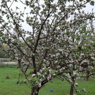 Kökényes Nyaralóház, 3 szoba 6 férőhely