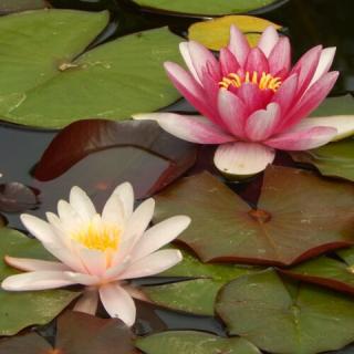 Judit Vendégház, 6 szoba 12 férőhely