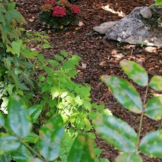 Rózsa Vendégház, 4 szoba 8 férőhely