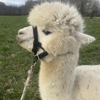 Alpaka Apartman, 3 apartman 16 férőhely