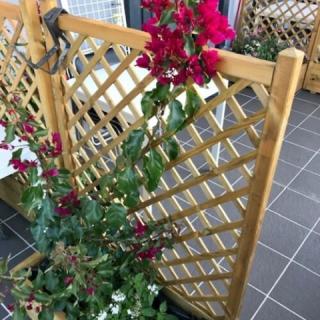 Water Lily Boutique BB, 3 szoba 6 férőhely