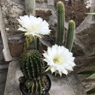 Kaktusz Ház, 3 apartman 8 férőhely