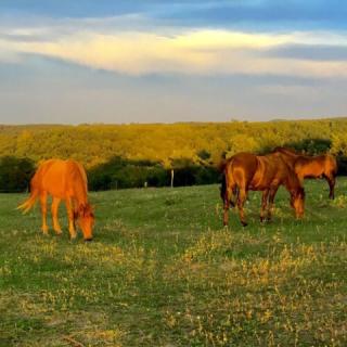 Dharma Mentett Állatok Kertje Bungalók Farmping, 9 faház 18 férőhely
