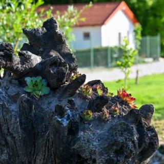 Patak-Parti Pihenő, 1 apartman 4 férőhely