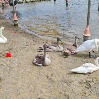 Butik Apartman, 1 apartman 4 férőhely