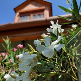 Villa Rozi, 1 apartman 8 férőhely