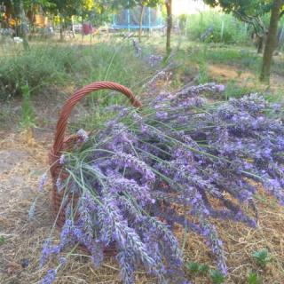 Amadeus Panzió, 6 szoba 16 férőhely