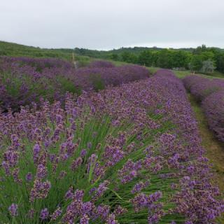 Timea Apartman, 1 apartman 2 férőhely