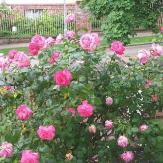 Fészek Apatmanház, 4 apartman 9 férőhely