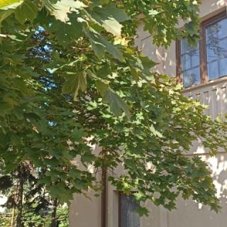 Napsugár Villa B, 2 apartman 5 férőhely