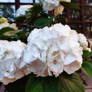 Péter Pál Panzió, 14 szoba 34 férőhely