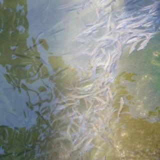 Platán Panzió, 8 szoba 16 férőhely