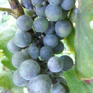 Lekics Pince és Vendégház, 2 szoba 4 férőhely