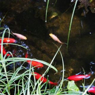 Aranyhal Apartman, 3 apartman 6 férőhely