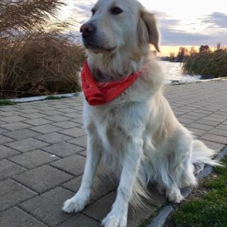 Balaton Vendégház, 4 szoba 10 férőhely