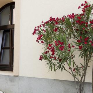 Vadszőlő Vendégház, 5 szoba 9 férőhely