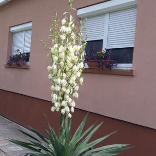 Miss Mici, 1 apartman 6 férőhely