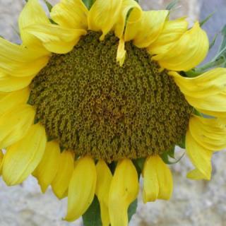 Napraforgó Apartmanok, 2 apartman 11 férőhely