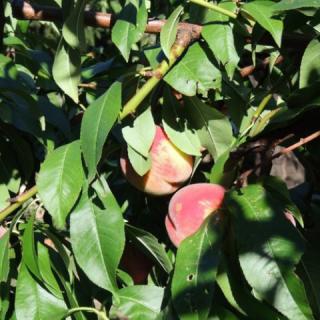 Roselio Garden Apartman, 7 apartman 8 férőhely