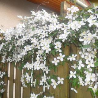 Abigél Apartman, 1 apartman 8 férőhely