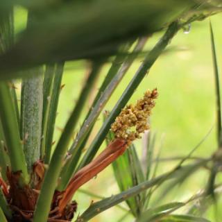 Bambusz Apartman, 1 apartman 4 férőhely