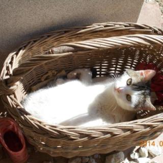 Bárókerti Vendégház, 2 szoba 6 férőhely