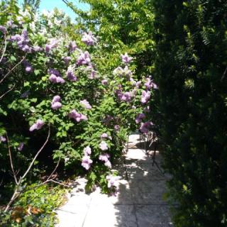 Vadszőlő Apartman, 1 apartman 4 férőhely