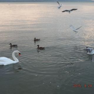 Silver Nyaraló, 4 szoba 9 férőhely