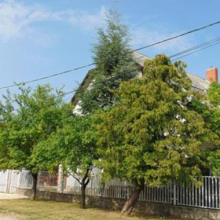 Csokonai Apartman, 1 apartman 5 férőhely