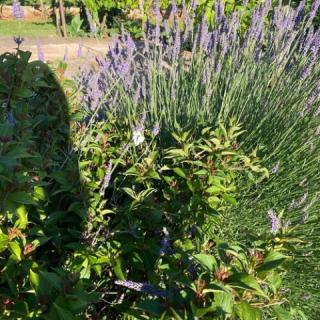 Eszter Apartman, 1 apartman 4 férőhely