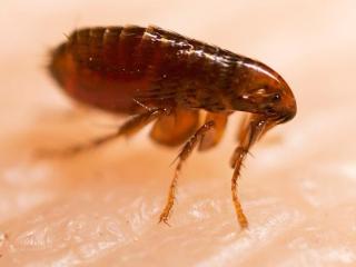 Bolhairtás, bolhák irtása