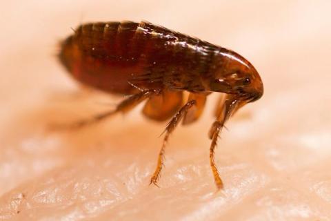 Bolhairtás, bolhák irtása