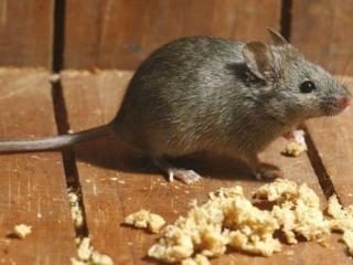 Egérirtás, egerek irtása, egérmentesítés