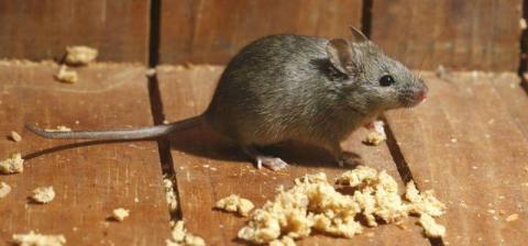 Egérirtás, egerek irtása, egérmentesítés