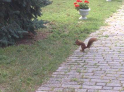 Zamárdiban vIzközeli kontakt mentes apartman kiadó