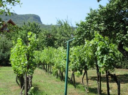 Badacsony közelében, hegyre, Balatonra panorámás családi ház