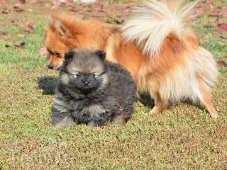 Kis Spitzek elérhetőek