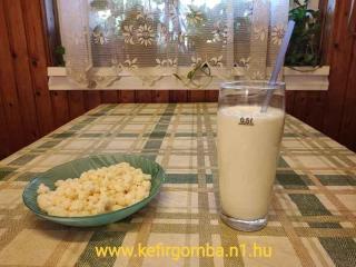 Garantált prémium minőségű Tibeti Kefirgomba eladó - 9 500 Ft