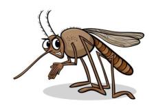 Szúnyogirtás, szúnyoggyérítés, szúnyogok irtása
