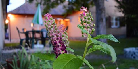 Arany Vendégház, 2 apartman 10 férőhely