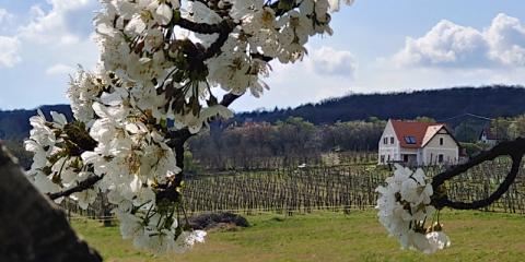 Arany12, 4 szoba 8 férőhely